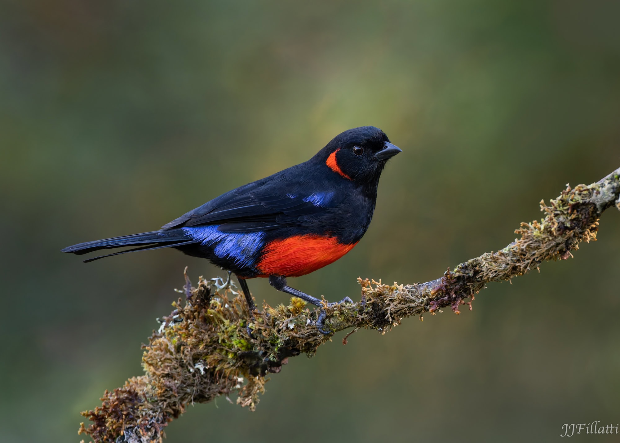 bird of colombia image 16